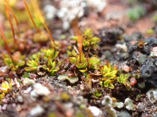 Image of Tortula atrovirens by (c) Nina Kerr, some rights reserved (CC BY)