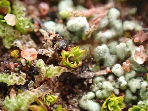 Image of Tortula atrovirens by (c) Nina Kerr, some rights reserved (CC BY)