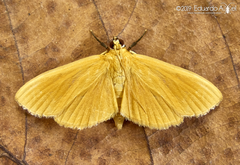 Phaedropsis