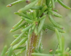 Selago villicaulis