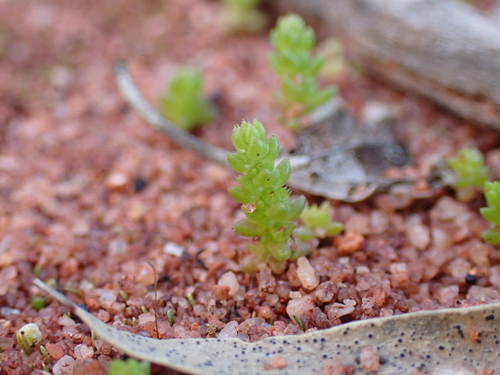 Image of Crassula colorata by (c) Nina Kerr, some rights reserved (CC BY)