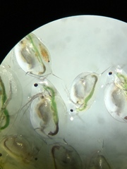 Daphnia catawba