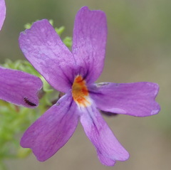 Jamesbrittenia tenuifolia
