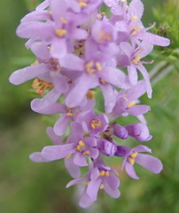 Selago villicaulis