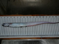 Shortfin Spiny Eel photo 2