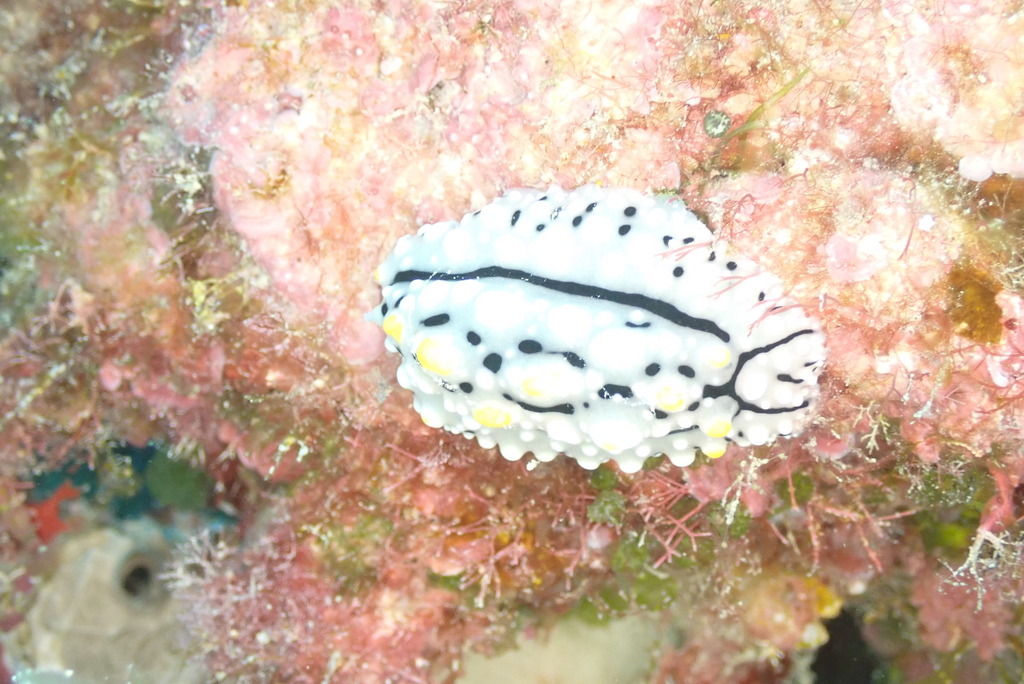 Elegant Phyllidia