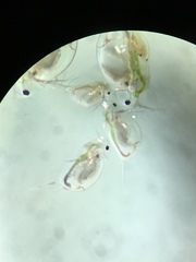 Daphnia catawba