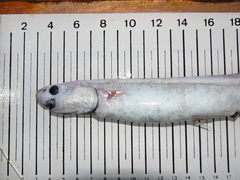 Shortfin Spiny Eel photo 1