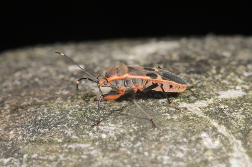 gutta bug