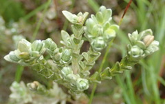 Gnidia chrysophylla