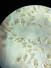 Daphnia catawba