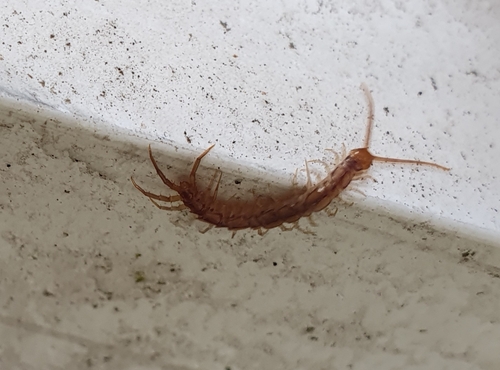 Garden Lithobius, 1011 BP Amsterdam, Netherlands, photo 6 of 10