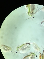 Daphnia catawba