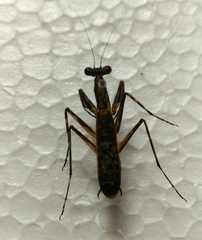 Liturgusidae