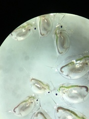 Daphnia catawba