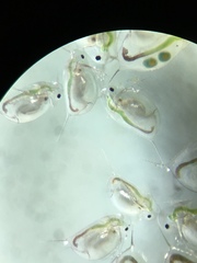 Daphnia catawba