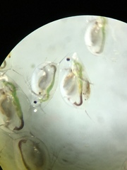 Daphnia catawba