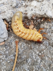 Oryctes nasicornis