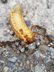 Oryctes nasicornis