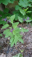 Solanum dulcamara