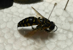 Stictia