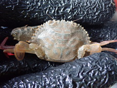 Achelous spinimanus