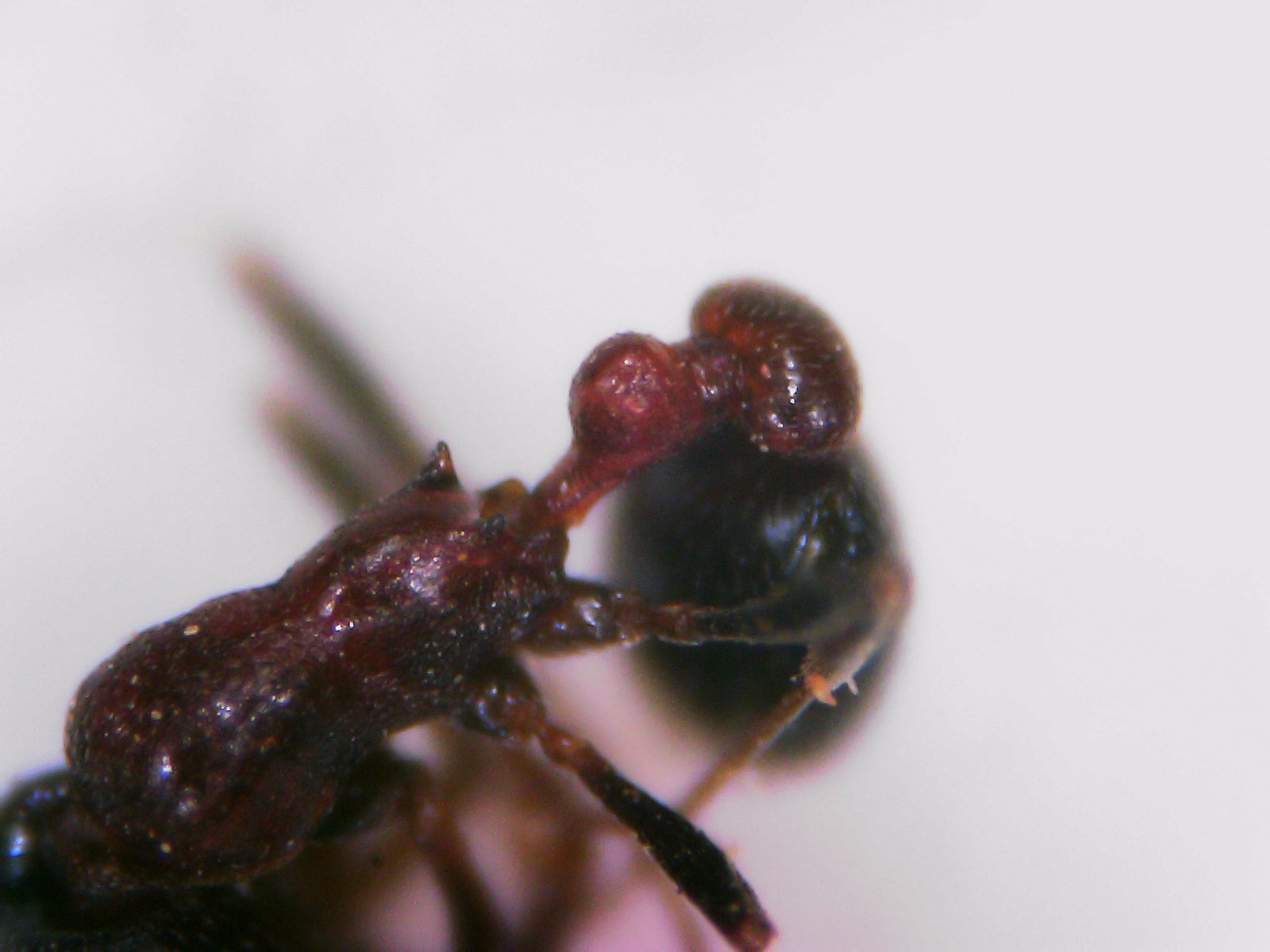 Cardiocondyla batesii