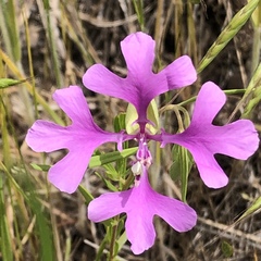 Clarkia pulchella