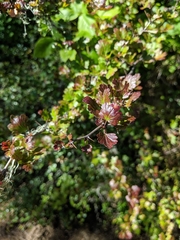 Ribes speciosum