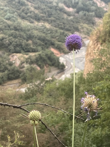 Dipsacus dipsacoides (Dipsacus dipsacoides)