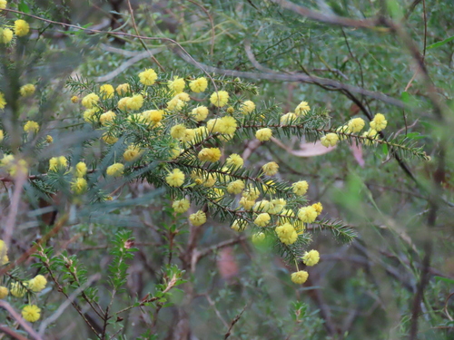 Image of Acacia echinula by (c) ian_mcallan, some rights reserved (CC BY)