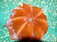 Opisthoteuthis