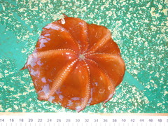 Opisthoteuthis