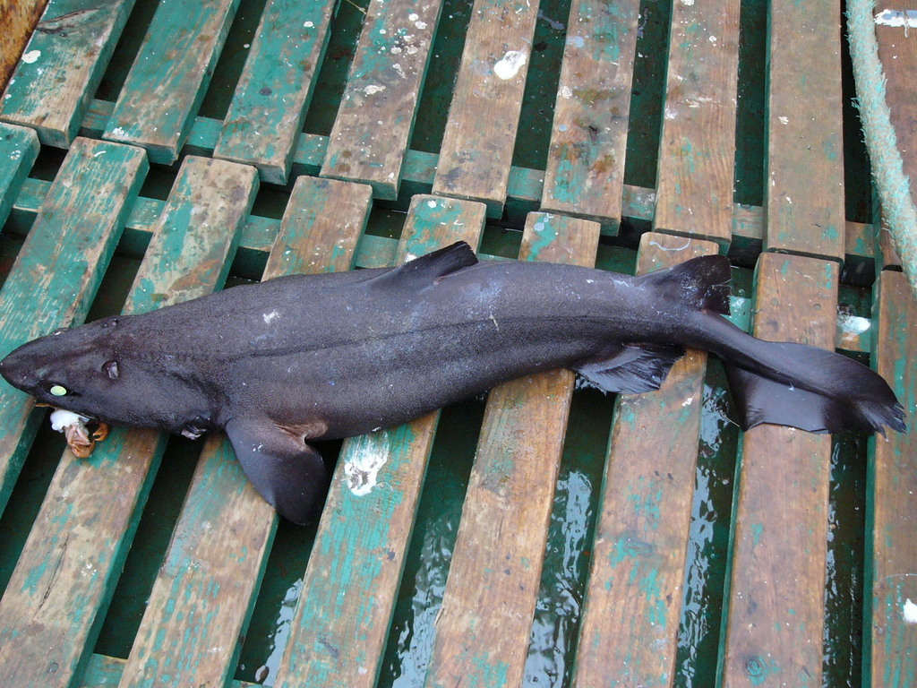 Knifetooth Dogfish from Galician continental shelf on May 31, 2004 at ...