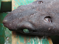 Scymnodon ringens
