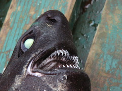 Scymnodon ringens