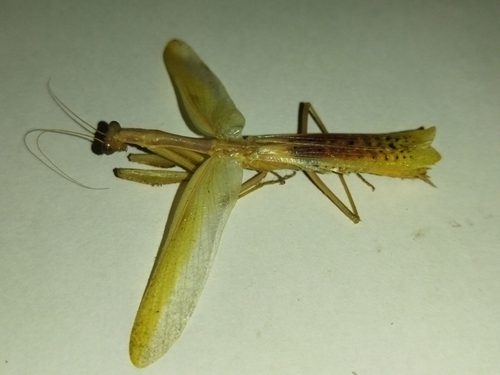 Mediterranean mantis
