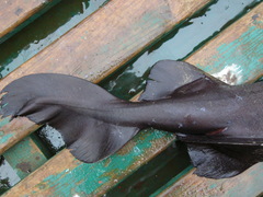 Scymnodon ringens