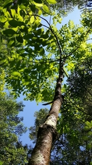 Fraxinus nigra