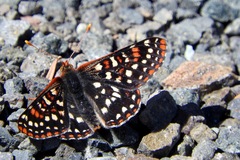 Euphydryas colon