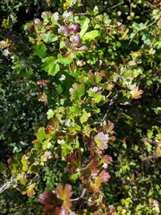 Ribes speciosum