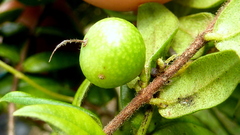 Myrciaria
