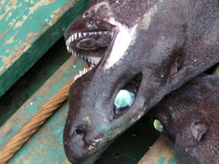 Scymnodon ringens