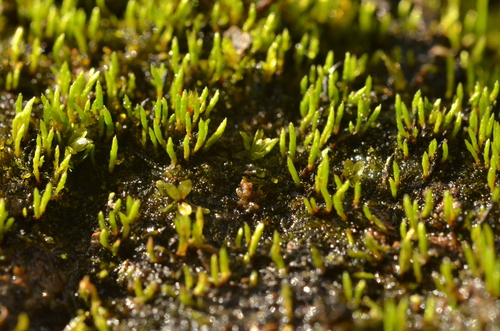 Aongstroemia longipes