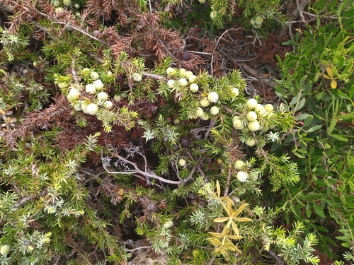 Image of Juniperus macrocarpa by no rights reserved