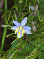 Dianella sandwicensis