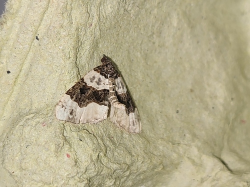 Cosmorhoe ocellata