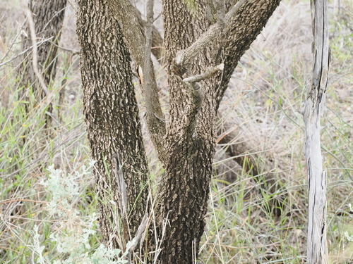 Image of Bignonia Emu-Bush (Eremophila bignoniiflora) by (c) Lucas Christofides, some rights reserved (CC BY)