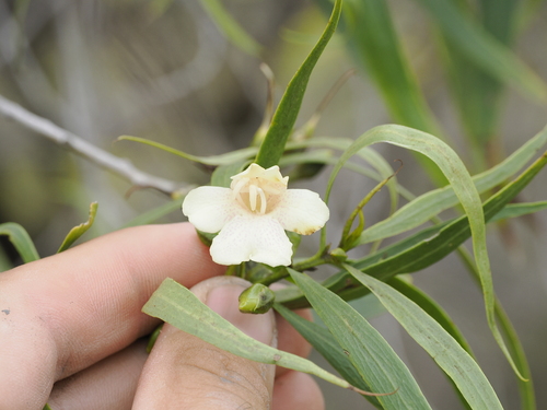 Image of Bignonia Emu-Bush (Eremophila bignoniiflora) by (c) Lucas Christofides, some rights reserved (CC BY)