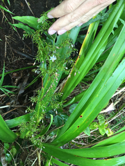 Dianella sandwicensis